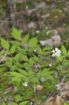 White baneberry <BR>Doll's eyes